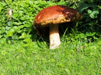 DSCN9602.JPG