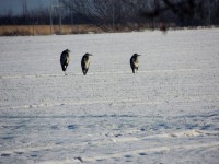 20130201.JPG