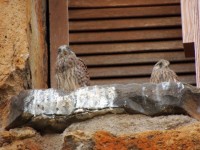 DSCN8820.JPG