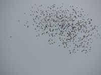 DSCN8829.JPG