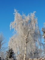 DSCN0225.JPG